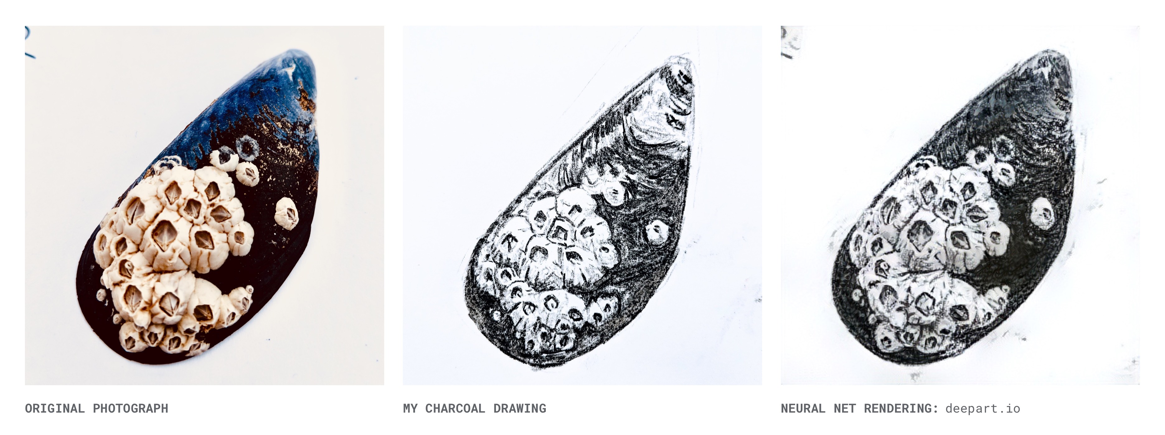 Seashell: Original Photo, My Charcoal Drawing & Deepart Rendering